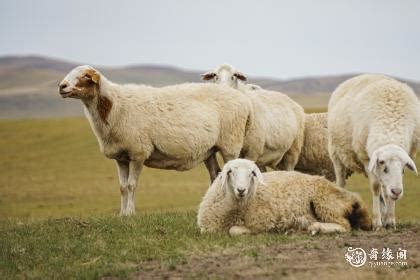农民致富好帮手应举种羊场供应优良种羊 新乡-食品商务网