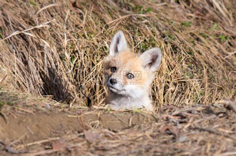 野外的红狐狸高清图片下载-正版图片504203688-摄图网