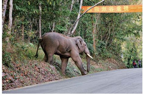 泰国庆祝大象日-新闻频道-和讯网