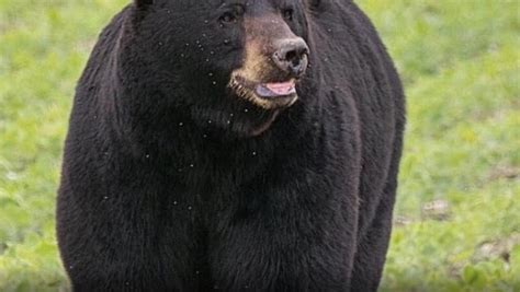 黑熊（动物物种） - 搜狗百科