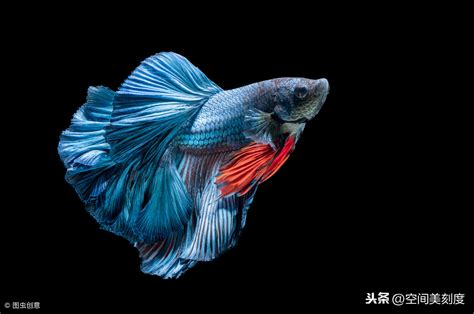 【热带鱼摄影图片】广州花地湾生态摄影_太平洋电脑网摄影部落