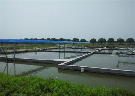 渔机所池塘生态工程团队研发分级序批式养殖模式取得良好成效-中国水产科学研究院