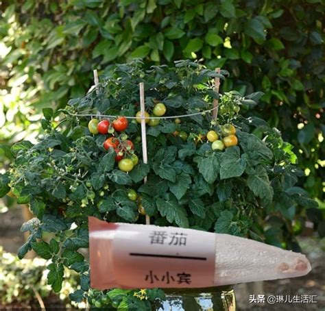 番茄的生长过程_植物百科