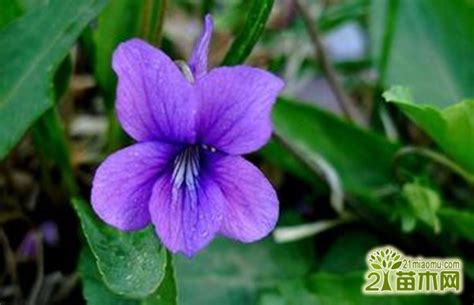 十一月还能种植紫花地丁吗？-江苏长景种业有限公司