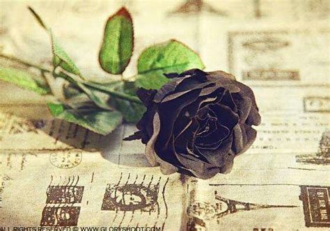 黑玫瑰的花语及朵数含义 不同颜色的玫瑰象征_花卉花语__南北花木网
