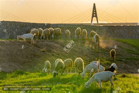 河南省原阳县黄河滩边滩羊牧羊,溪流河流,自然风景,摄影素材,汇图网www.huitu.com