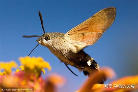 蛾的种类,常见蛾类,飞蛾品种图鉴_大山谷图库