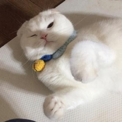 非主流相亲猫头像