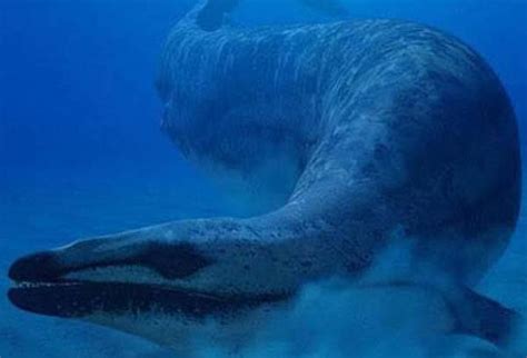既然说鲸是从陆地进化到海里，那么鲸在陆地的祖先是谁？有没有发现鲸从陆地到海洋的过渡状态？ - 知乎