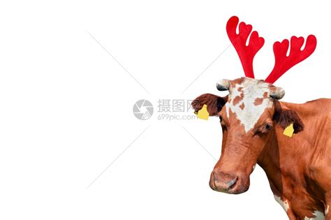 可爱的圣诞搞笑红色和白斑点牛孤立在白色背景上牛肖像在圣诞驯鹿角头带圣诞搞笑红色和白斑点牛孤立在白色背景上牛肖像在圣诞驯鹿角头带圣高清图片下载 ...