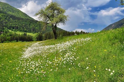 春天田园草地上的野花与绿色植被风景 - 免费可商用图片 - CC0素材网
