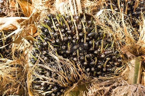 棕榈树上的棕榈油果实坚果叶子蔬菜农业收成热带种子烹饪材料水果高清图片下载-正版图片320556061-摄图网