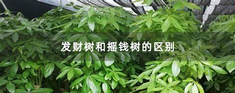 发财树和摇钱树的区别-花卉百科-中国花木网