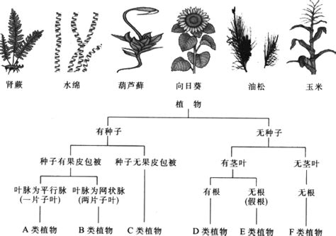 植物的分类图解,植物最完整的分类图,植物科属分类图(第2页)_大山谷图库