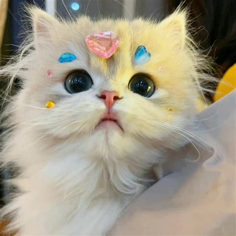 非主流站立猫咪头像
