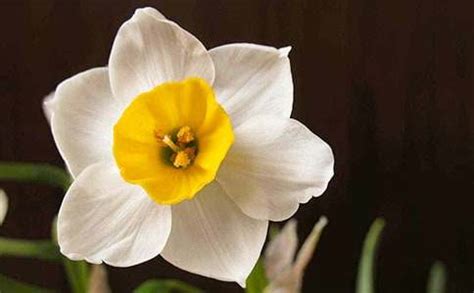水仙花的外形特征介绍，花朵为圆筒形花色为白色 - 酷蜜蜂