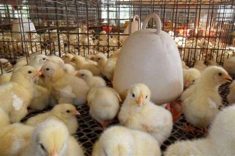 2018年中国鸡苗行业引种量及行情预测 在产父母代少是直接判断指标 今年养鸡看兑现（图）_观研报告网
