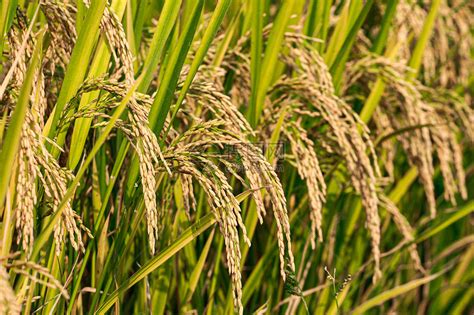 第四届全国优质稻品种食味品质鉴评活动在杭州举办_要闻_资讯_种业商务网