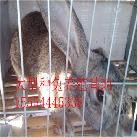三明市当地种兔肉兔养殖场价格_恒鑫种兔养殖场_商国互联网