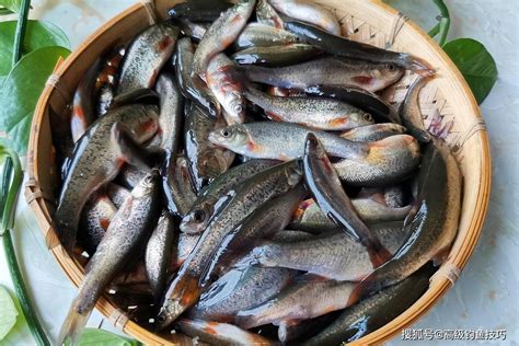 农村河里常见的鱼,淡水小杂鱼种类,小溪鱼_大山谷图库