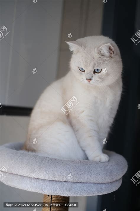 正在眺望的白色银点猫肖像照片,宠物,动物摄影,摄影素材,汇图网www.huitu.com