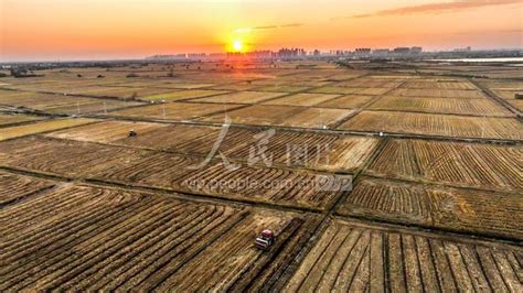江西丰城：“稻油轮作”助力农民增收-人民图片网