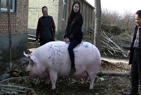 辽宁丹东：900斤大猪没人敢买 养猪人骑猪求关注-荔枝网图片