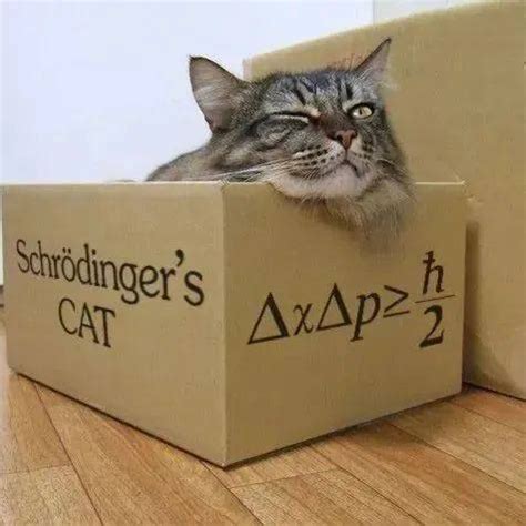 薛定谔的猫是死是活? 一个简单的例子让你秒懂量子力学|薛定谔|量子力学|简单_新浪新闻