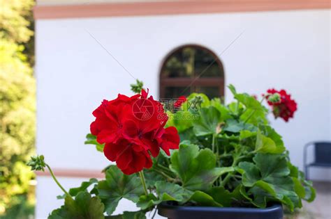 家中阳台上盆栽的红天竺葵花近景高清图片下载-正版图片504312167-摄图网