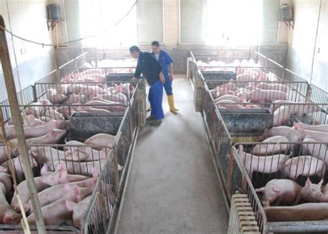 国庆前重庆将在全市开展猪牛屠宰检查 保障市民“舌尖上的安全”_手机凤凰网