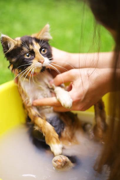 新生猫咪需要洗澡吗？搞不好会直接让它们噶掉__财经头条