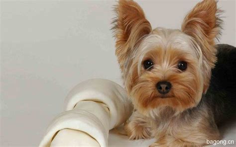 约克夏犬的小狗鼻子可爱高清图片下载-正版图片502974215-摄图网