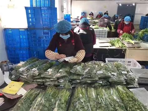 全国蔬菜之乡和县开辟蔬菜销售“绿色通道”(图) - 24H - 安徽财经网