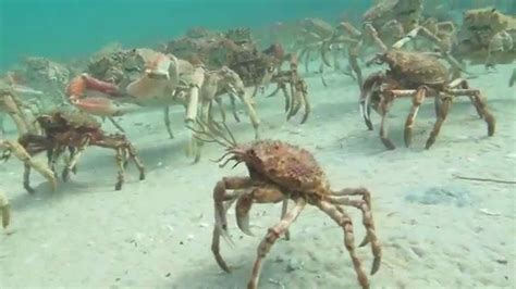 海底世界实在是太美妙了 这满地爬的蜘蛛蟹 口水都流下来了_腾讯视频