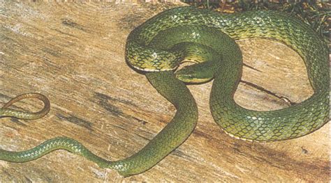 被广泛争议的一种蛇类，野鸡脖子蛇是有毒蛇，还是无毒蛇？|无毒蛇|野鸡|脖子_新浪新闻