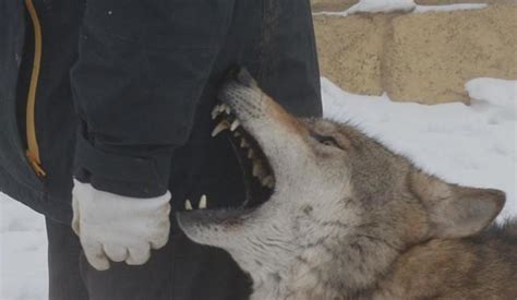 野外的郊狼自然动物群高清图片下载-正版图片503791868-摄图网