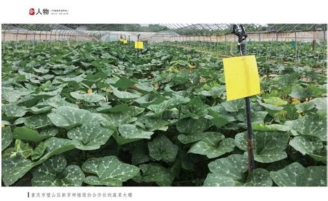 蔬菜产业兴 大棚好“丰”景_重庆市璧山区人民政府
