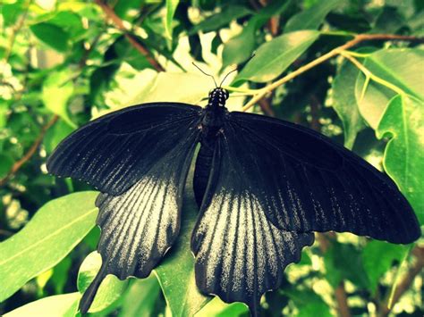黑蝴蝶图片 - PSD素材网
