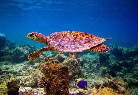 乌龟像飞翔一样游泳濒危潜水热带爬虫旅行野生动物海洋气候生活阳光高清图片下载-正版图片320241500-摄图网