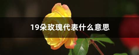 玫瑰花的别名称呼,玫瑰花的别名,玫瑰别名_大山谷图库