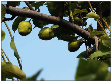 麻梨疙瘩树图片