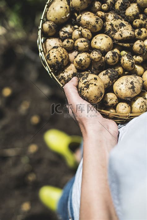女人在花园里收获土豆高清摄影大图-千库网