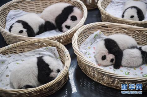 全球圈养大熊猫数量达到600只 可持续发展的圈养种群已基本形成--四川频道--人民网