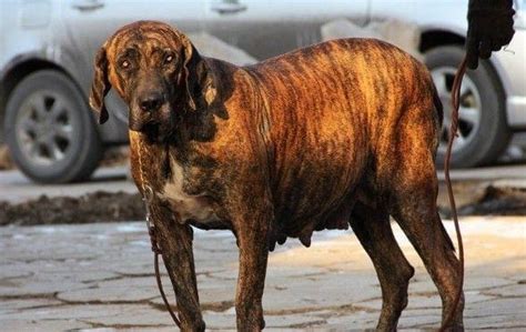 全球最凶狠的五大猛犬排名，比特犬秒杀藏獒！_巴拉排行榜