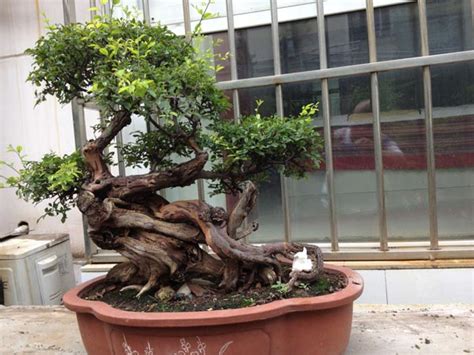雀梅盆景图片