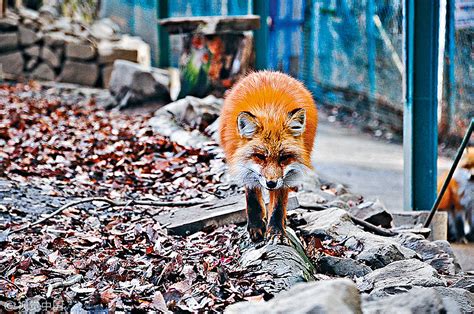 日本本州岛：探访罕见狐狸村 拥抱小狐爱心满载|本州岛|狐狸|爱心_新浪新闻