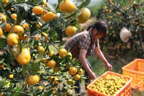 当代广西网 -- 广西德保：柑橘成为农民致富“黄金果”