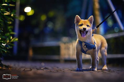 牵狗狗的图片