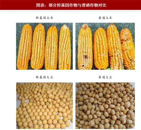 读图丨中国是怎么进行农业转基因生物安全管理的_能见度_澎湃新闻-The Paper