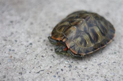 乌龟为什么寿命长，乌龟最多能活多少岁 - 桔子时尚网